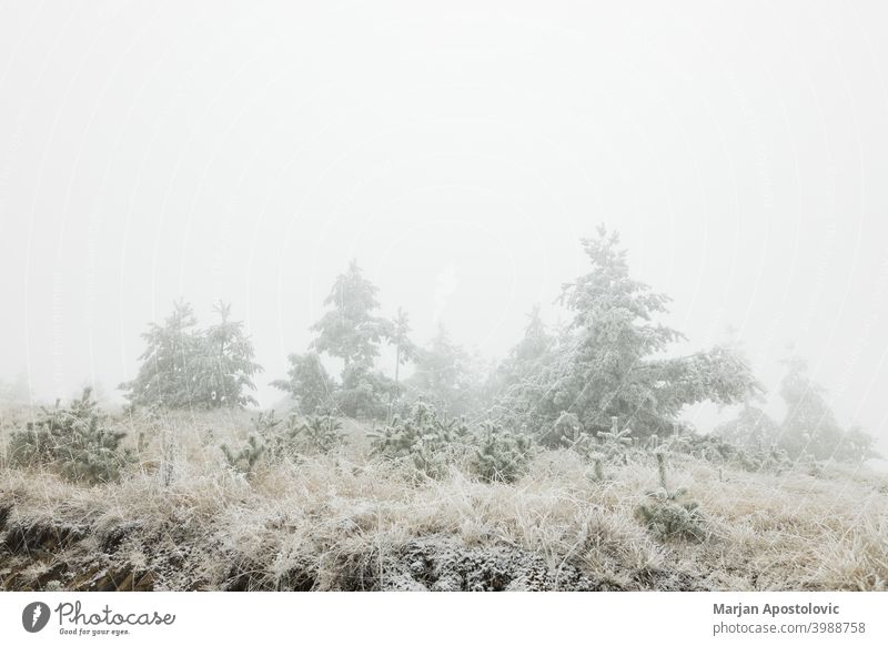 Kiefernwald in den Bergen an einem frostigen Wintermorgen kalt Morgendämmerung Immergrün Tanne Nebel neblig Wald frieren Frost Raureif eisig idyllisch