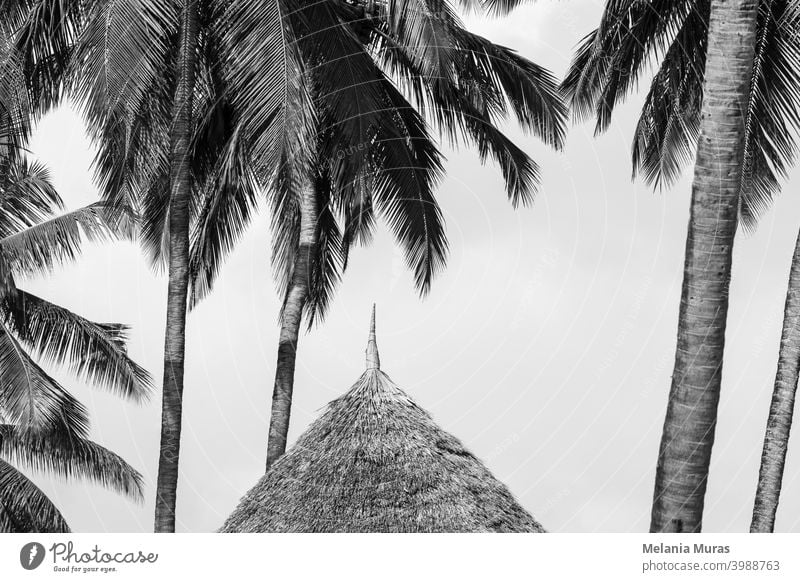 Strohdach Nahaufnahme unter Palmen, Schwarz-Weiß-Foto. Detail der Hütte im Paradies Resort. Tropische Ferien, tropisches Klima. abstrakt Architektur