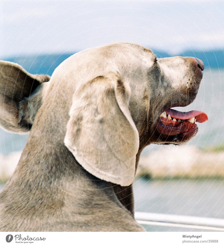 im wind Strand Hund ein lizenzfreies Stock Foto von Photocase