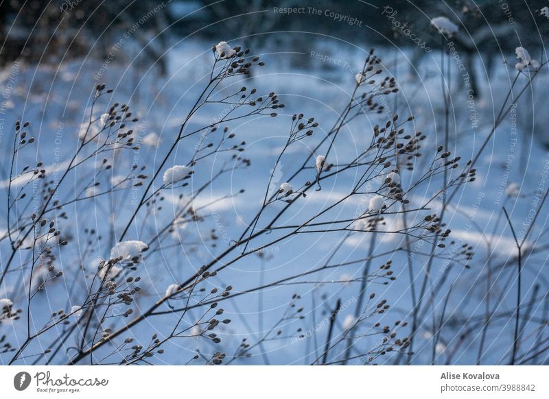 Wiesenpflanzen im Winter Natur Schnee Pflanzen