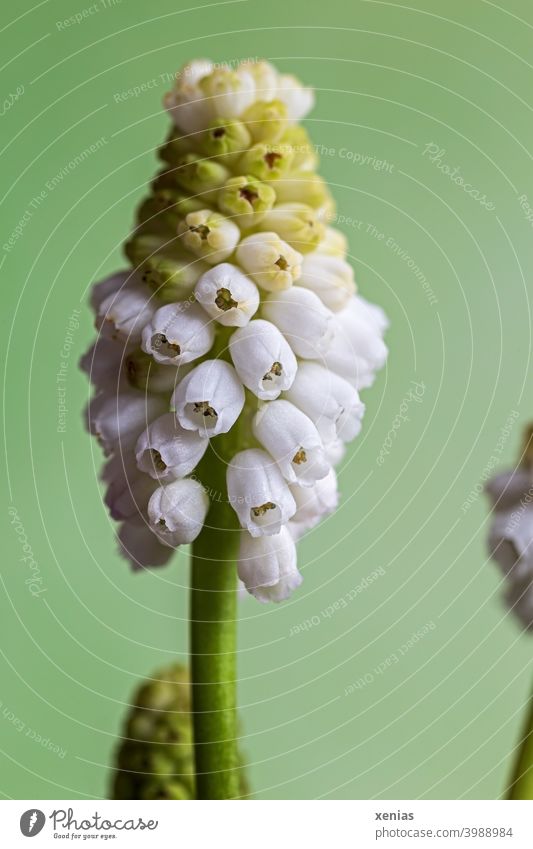 Weiße Traubenhyazinthe vor grünem Hintergrund Blüte Frühlingsblume weiß Pflanze blühend Blume Hyazinthe Frühlingsgefühle romantisch Frühlingsfarbe