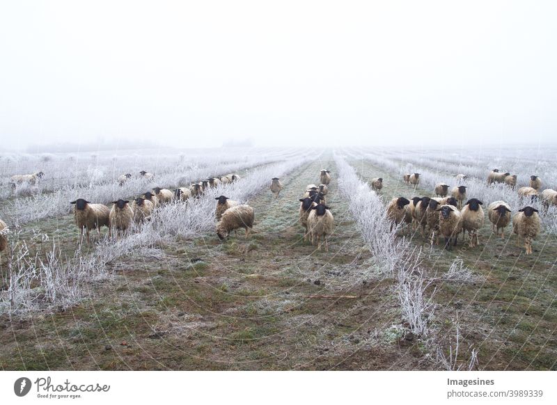 Unkrautbekämpfung mit Schafen. Weidetiere, Schafherde in einer Plantage von Aronia-Sträuchern, Apfelbeerfrüchten. Eisregen Sturm mit Nebel in der frostigen Winterlandschaft