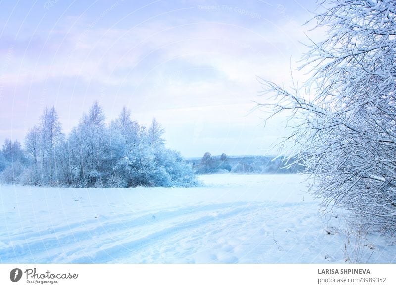 Schöne Winterlandschaft mit Feld von weißem Schnee und Wald am Horizont auf sonnigen frostigen Tag. Landschaft Natur Frost Hintergrund im Freien Baum Saison