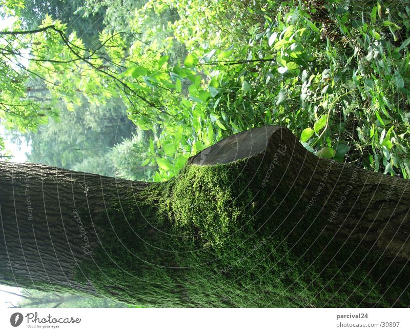 Baum mit Moos grün Baumstamm Blatt Licht Sommer Natur Detailaufnahme Landschaft