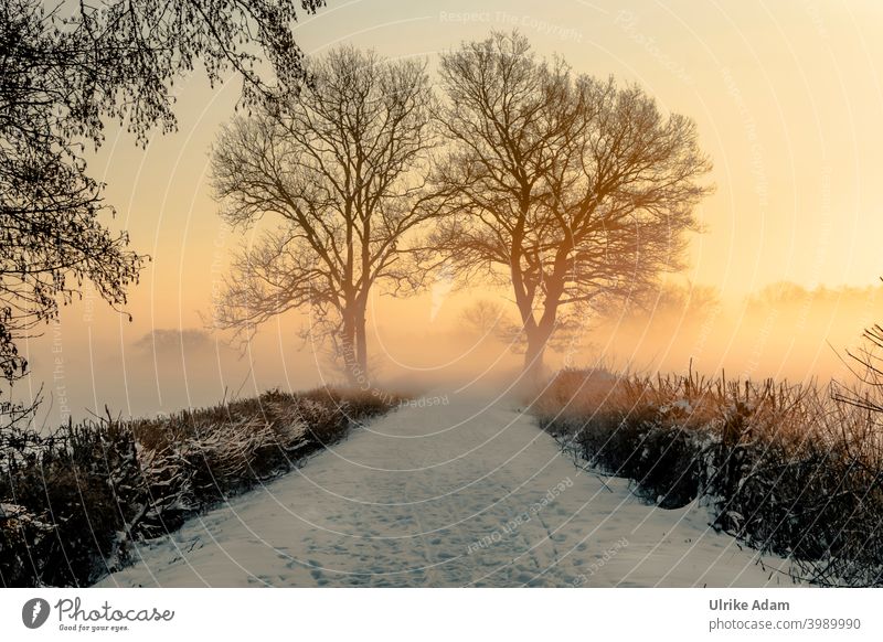 Sonnenaufgang im winterlichen Teufelsmoor bei Bremen Winter Schwache Tiefenschärfe Gegenlicht Sonnenlicht Morgendämmerung Textfreiraum unten Menschenleer