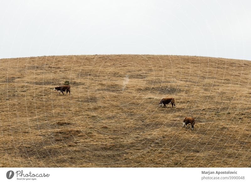 Herde von Kühen auf einer Wiese im Herbst Morgen Tier Tiere Rindfleisch züchten braun Wade Land Landschaft Kuh Molkerei Tag heimisch Europa fallen Bauernhof