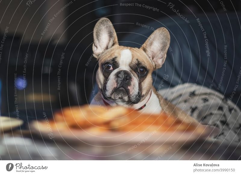Frühstück mit französischer Bulldogge Frühstückszeit französische Bulldogge Hund Tier Haustier Farbfoto niedlich beobachten Blick