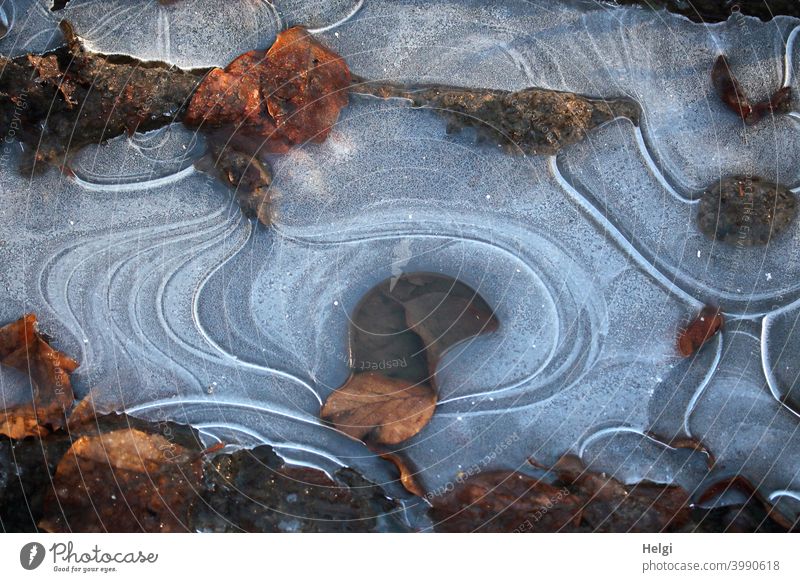 Eisstrukturen mit verwelkten Blättern auf einer Pfütze Frost Kälte Winter Blatt vertrocknet Muster Struktur Eisschicht kalt gefroren Natur Menschenleer