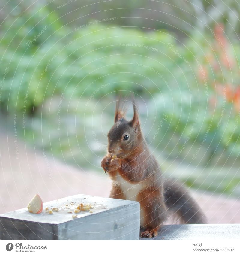 Frühstückszeit - Eichhörnchen sitzt auf dem Terrassentisch und frisst eine Nuss Tier Wildtier Fressen Futter Tisch Garten Farbfoto Außenaufnahme Natur 1 Tag