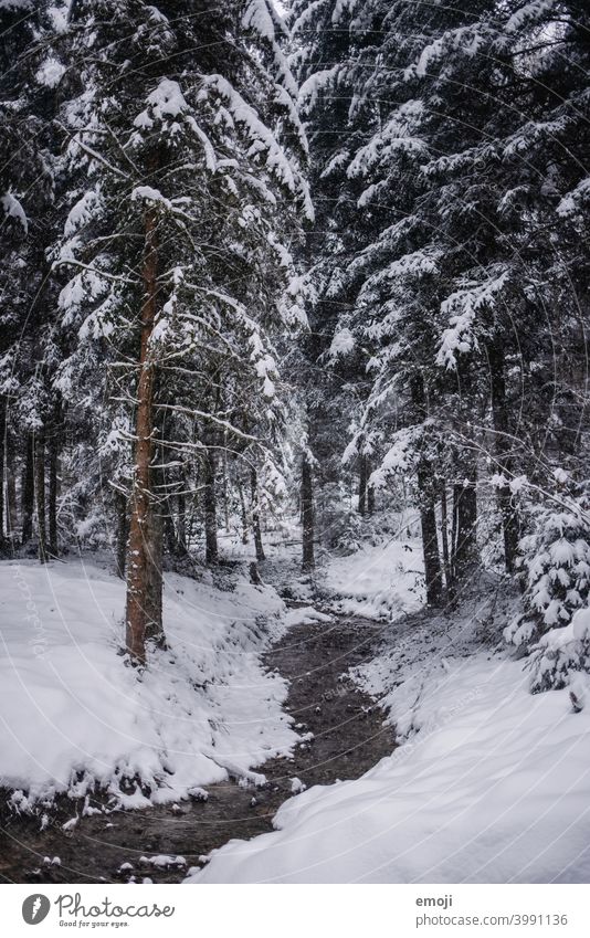 Bach im Wald im Winter mit Schnee winter schnee grau trist weiss kalt kühl düster Baum