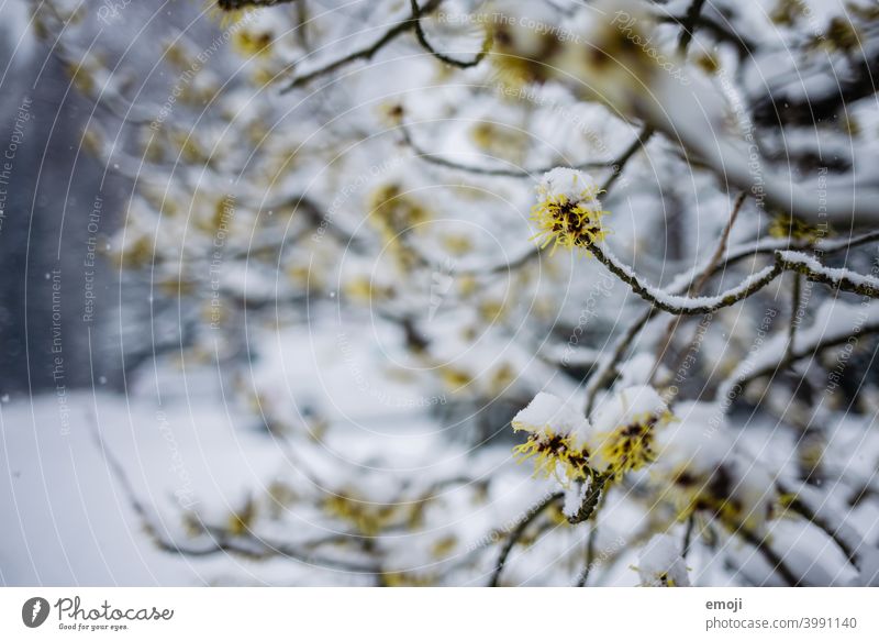 blühender Baum mit Schnee winter schnee grau weiss kalt kühl Schneeflocken Bokeh Schneefall unscharf Unschärfe fokus frühlingsbeginn wintereinbruch