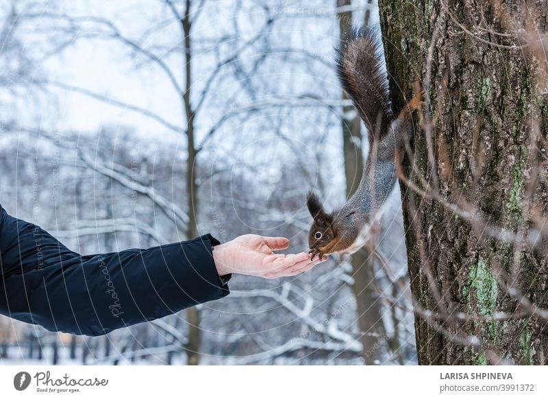 Neugierig Eichhörnchen sitzt auf Baum und isst Nüsse aus der Hand im Winter verschneiten Park. Winter Farbe des Tieres. neugierig wild Natur Tierwelt niedlich