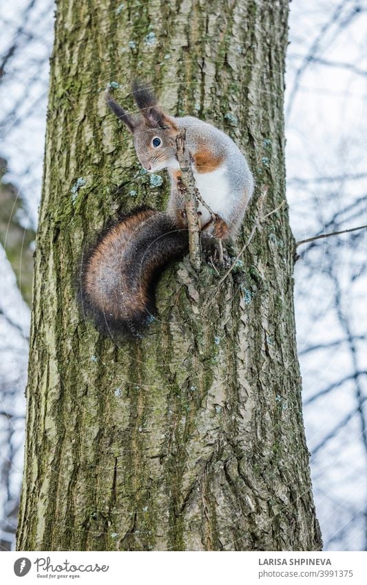 Neugieriges Eichhörnchen sitzt auf Baum und schaut nach unten. Winter Farbe des Tieres. neugierig fluffig niedlich Natur Wald braun Leitwerke Tierwelt rot Fell