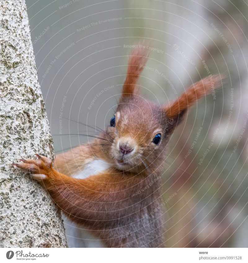 Europäisches Braunes Eichhörnchen im Winterfell auf einem Ast im Wald Hintergrund Sciurus vulgaris Tier Niederlassungen Textfreiraum kuschlig kuschelig weich