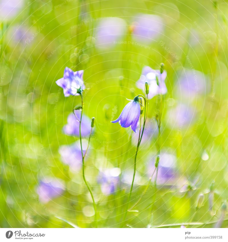 glockenblueme Natur Pflanze Sommer Schönes Wetter Blume Blüte Wildpflanze Glockenblume Blütenkelch Umwelt Garten blau violett grün Unschärfe zart Farbfoto