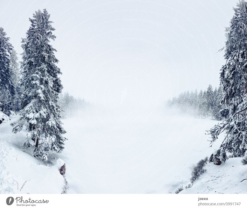 Tannen in Winterlandschaft mit eindringendem Nebel Landschaft Schnee Kälte Tannenwald See zugefrorern Schnedecke Außenaufnahme Baum Natur Wald Umwelt