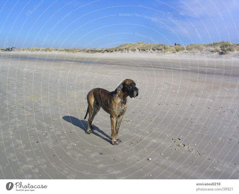 Am Strand Hund Dogge Meer Ferien & Urlaub & Reisen gestromt Dänemark Sand Stranddüne