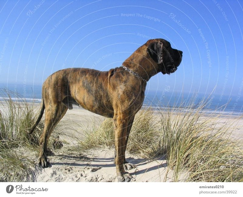 Fernweh Hund Dogge Strand Meer Ferien & Urlaub & Reisen gestromt Dänemark Sand Stranddüne
