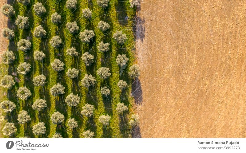 Luftaufnahme von Olivenbäumen, die ein Muster aus senkrechten Linien und braunem Feld bilden des Olivenbaums Senkrecht Baumschatten Schatten Ackerbau