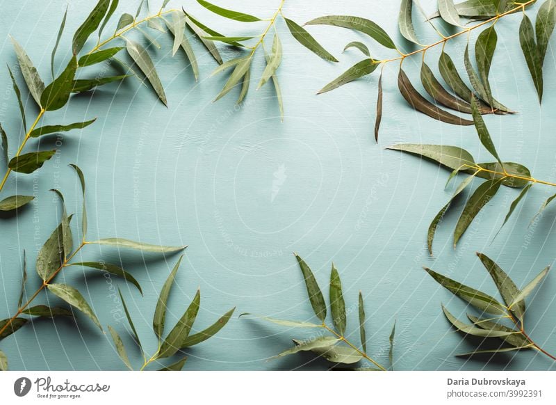 Floraler Hintergrund. Rahmen aus Eukalyptuszweigen Laubwerk Blume grün Zusammensetzung Sommer geblümt Ast tropisch Blatt Natur Tisch Hochzeit Design flach Top