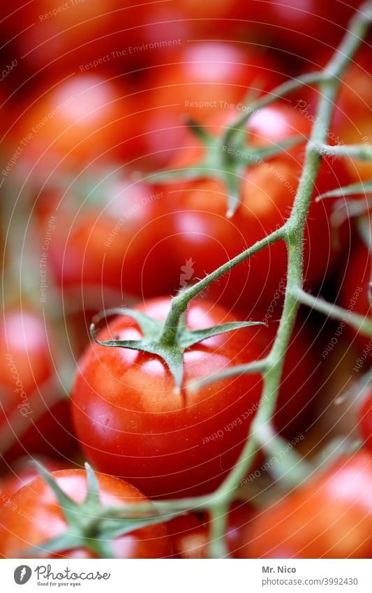 Tomaten Gemüse Lebensmittel frisch rot Gesundheit Ernährung Vegetarische Ernährung Bioprodukte lecker Gesunde Ernährung natürlich Appetit & Hunger Pflanze