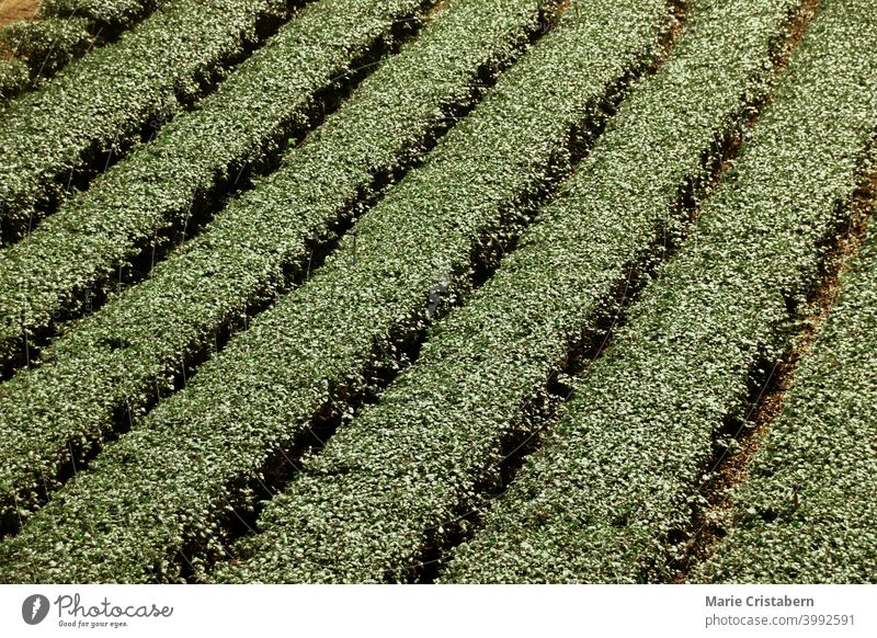 Reihen von Teesträuchern auf einer Teeplantage Linien Luftaufnahme Ackerbau Teeanbau keine Menschen im Freien Buchse Grüner Tee Muster natürlich malerisch