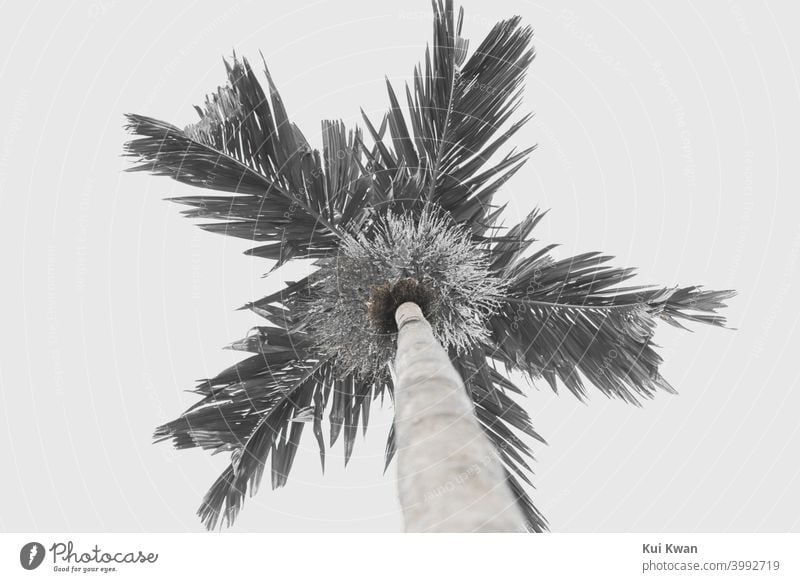 Palme aus Hawaii in Schwarz-Weiß-Ästhetik-Look Schuss von unten nach oben mit leeren Himmel tropisch Unteransicht Schwarzweißfoto Kälte reisen Reisefotografie
