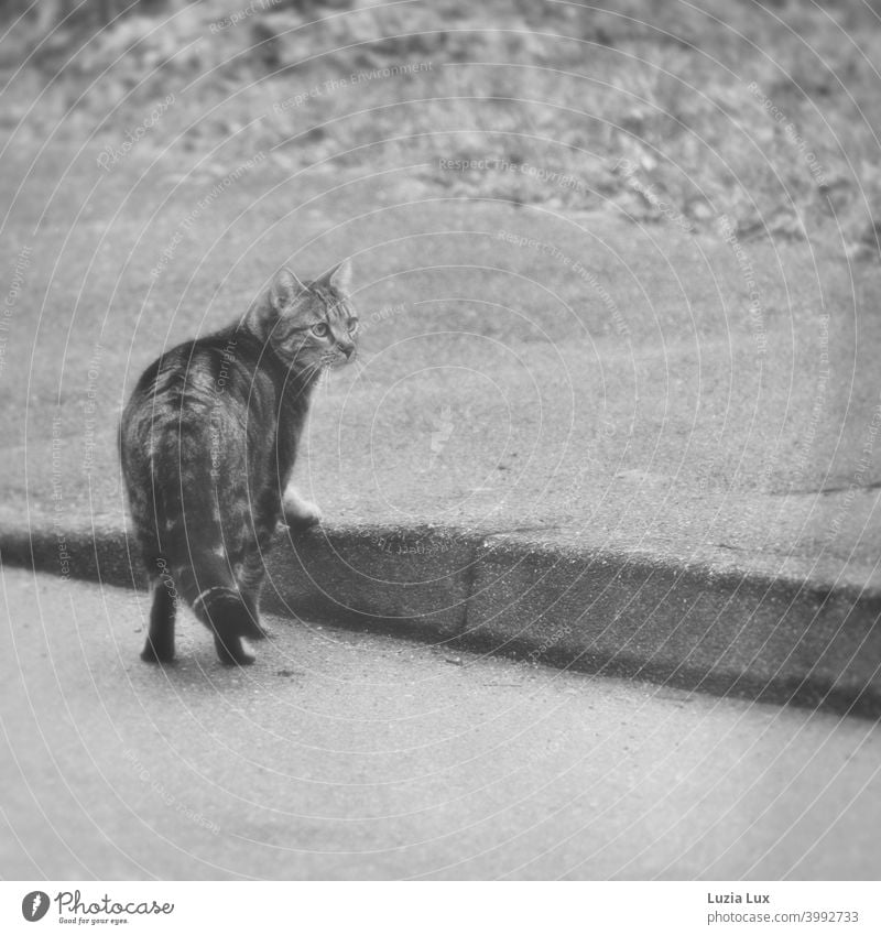Tigerkatze hat die Straße überquert und verharrt nun am Bordstein, mit misstrauischem Blick in die Kamera Katze Straßenrand Bordsteinkante Außenaufnahme