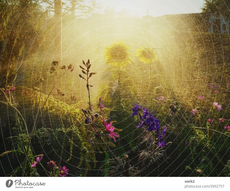 Angefeuchtet Sommer Farbfoto Sonnenlicht Idylle Bewegung Sträucher Blüte Leichtigkeit Froschperspektive natürlich Leidenschaft Unschärfe unwirklich Umwelt