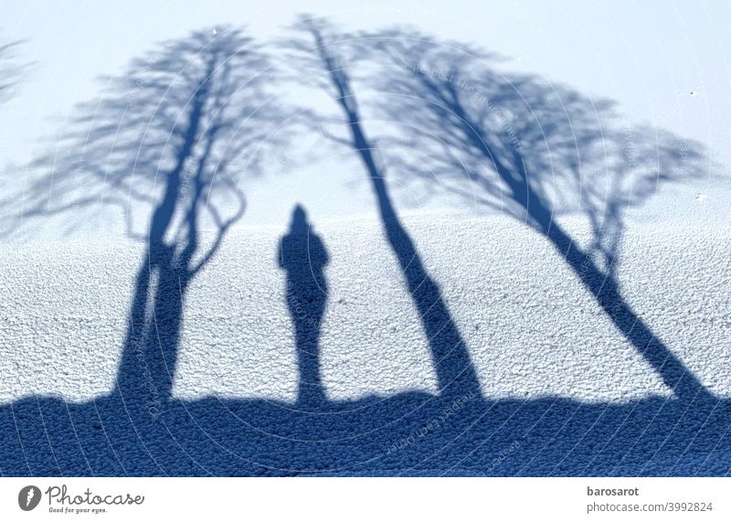 Im Schutz der Gemeinschaft Baumstamm verwurzelt Winter Schattenspiel Lichtspiel Natur See Eiszeit
