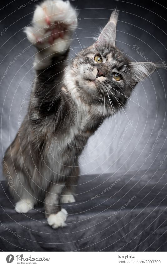 Maine Coon Katze spielen Erhöhung Pfote schön Studioaufnahme fluffig Fell katzenhaft maine coon katze grau Blick hebende Pfote Spielen spielerisch Ein Tier