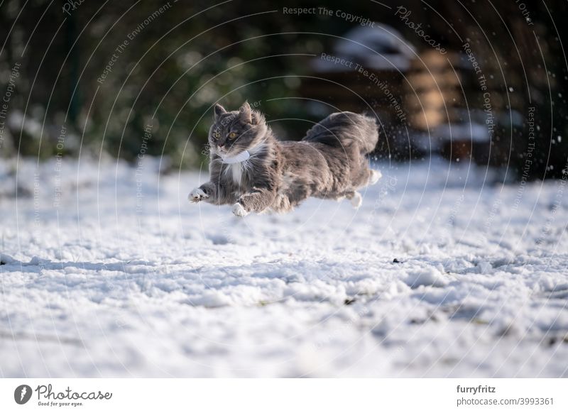 Katze springt und läuft sehr schnell auf Schnee Winter Winterzeit weiß im Freien Garten Vorder- oder Hinterhof Natur springend fliegen in der Luft