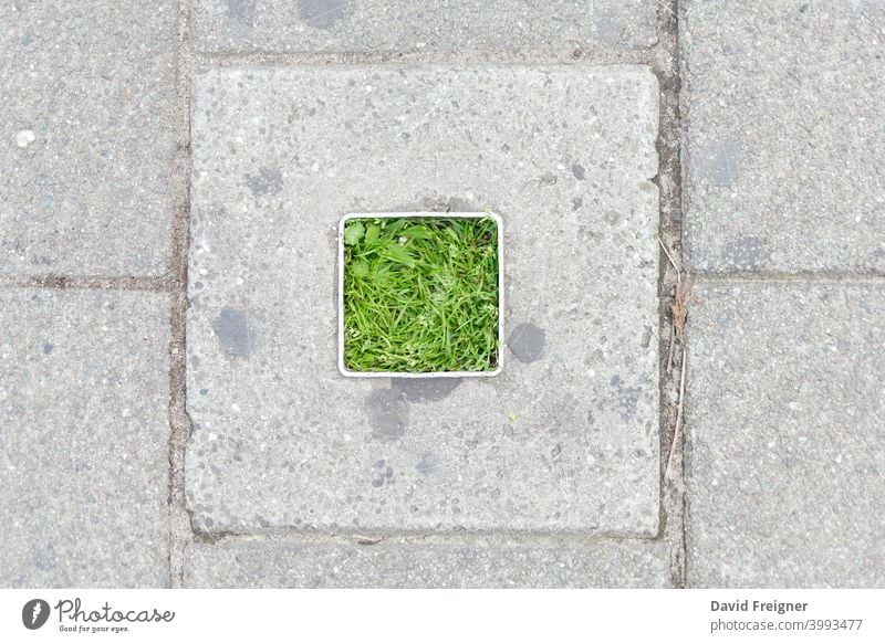 Konkrete quadratische Vegetation grün urban Pflanze Sommer im Freien sich[Akk] entspannen ruhen Großstadt Gras Rasen Frühling Hintergrund Umwelt Saison