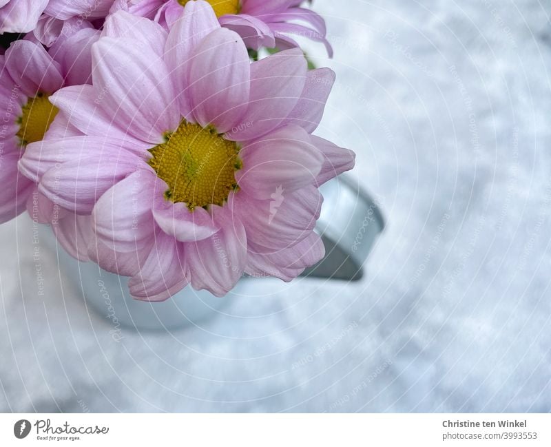 Draufsicht auf rosa Blüten in einer silbrigen Metallkanne, die auf marmoriertem hellem Untergrund steht. Der Untergrund sieht aus wie Schnee... Chrysanthemen