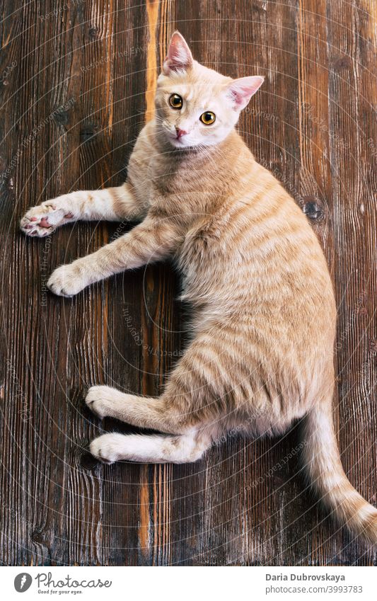 Ingwer Katze auf hölzernen Hintergrund bezaubernd Tier orange katzenhaft hübsch Haustier lustig fluffig Säugetier Katzenbaby heimisch Kätzchen niedlich Fell