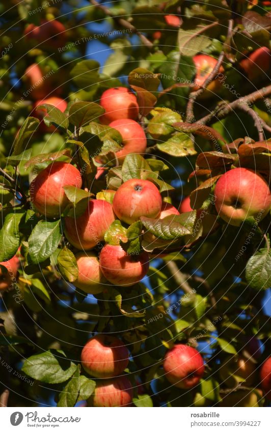 Äpfel in | grün, gelb, rot Apfel Apfelbaum reif lecker Frucht Ernte ernten Sommer Baum orange leuchtend Sonnenlicht Sonnenschein strahlend reichlich Fülle