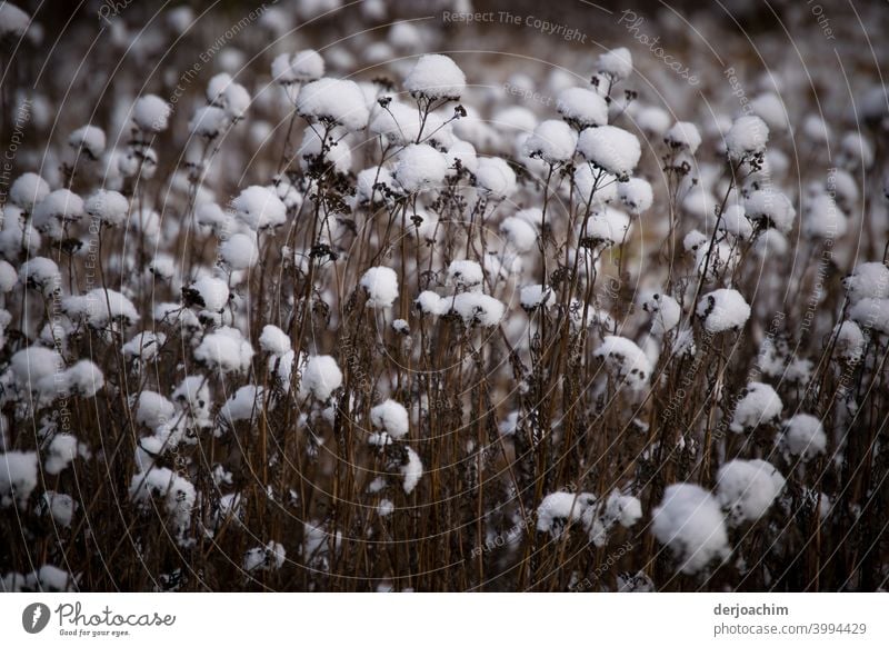 Schneeflocken liegten auf den abgeblühten Stengeln. - Ist keine Baumwolle ! - kalt Winter weiß Schneefall winterlich Menschenleer Natur Wetter Außenaufnahme
