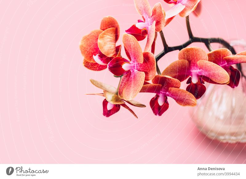 Orangefarbene Phalaenopsis-Orchideenpflanze Pflanze Blütezeit orange Motte Blume Makro Garten Blütenblatt grün tropisch Natur hell Dekoration & Verzierung