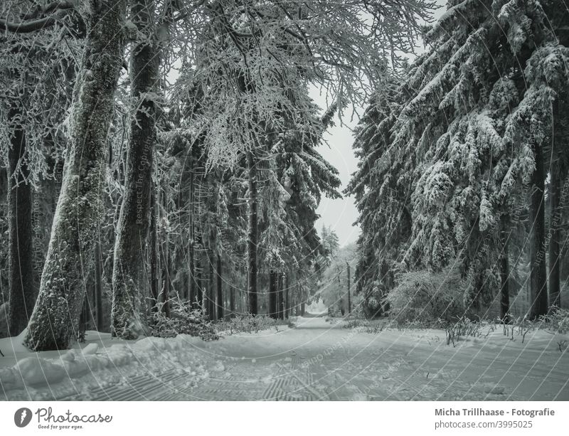 Winterlandschaft im Thüringer Wald Thüringen Winterwald Rennsteig Schneekopf Bäume verschneit Frost kalt Weg Loipe Skifahren Langlauf Urlaub Touristen Tourismus