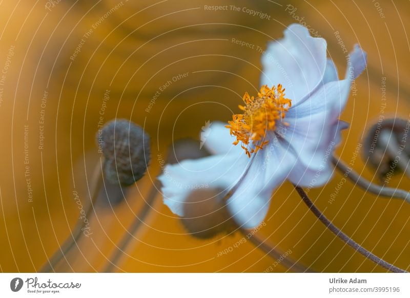 Blüte einer weißen Anemone im Abendlicht Unschärfe Hintergrund neutral Freisteller Menschenleer Makroaufnahme Detailaufnahme Nahaufnahme Farbfoto zart schön
