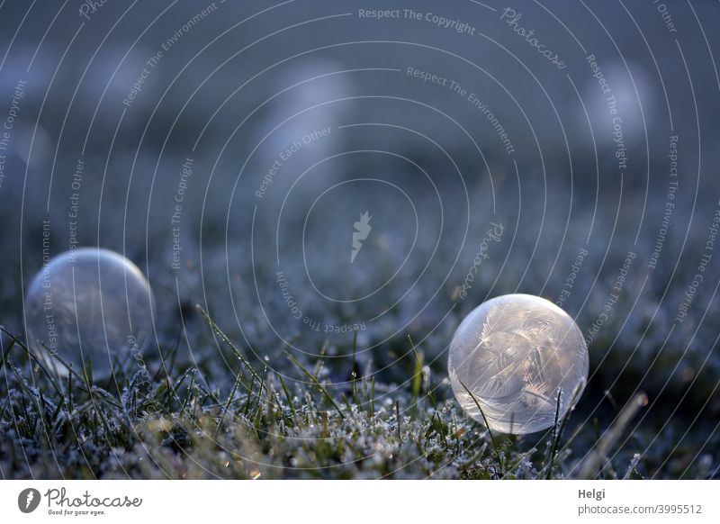 Eisblase mit Beleuchtung - gefrorene Seifenblase liegt im Gras mit Raureif und wird von der Sonne angestrahlt Kälte Eisstruktur Winter Muster Struktur Licht