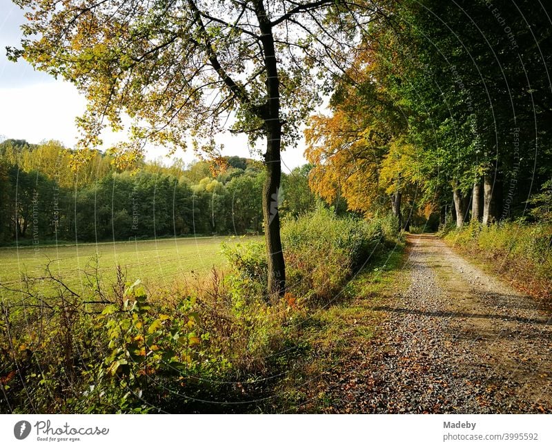 Feldweg entlang einer Waldlichtung mit grünen Wiesen im Herbst in Oerlinghausen bei Bielefeld im Teutoburger Wald in Ostwestfalen-Lippe Waldweg herbst