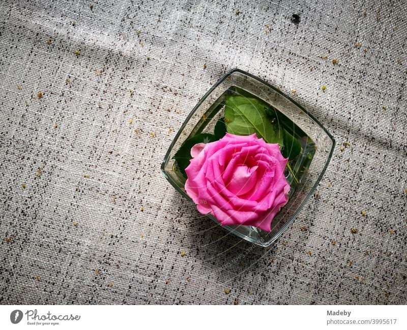 Dekorative lila Rosenblüte in einer Glasschale aus Tischdekoration auf naturfarbenem Tischtuch im Biergarten am Bartholdskrug in Oerlinghausen bei Bielefeld im Teutoburger Wald in Ostwestfalen-Lippe