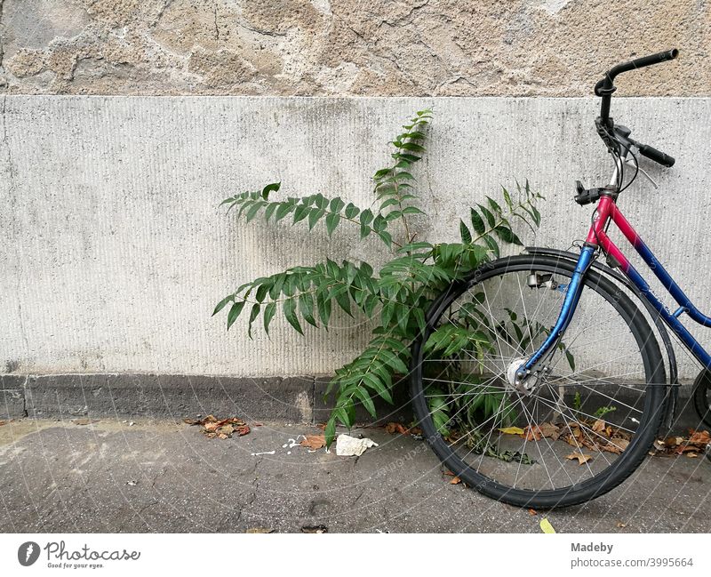 Altes buntes Fahrrad mit wild wachsender Grünpflanze auf grauem Asphalt vor alter Fassade in Naturfarben in Köln am Rhein in Nordrhein-Westfalen Rad Bunt Farbe