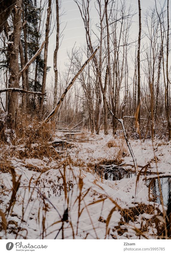 Winterlandschaft winterspaziergang winterlandschaft natur bach fluß wasser sonnenuntergang bäume kälte frost einsam ruhe entspannung stimmung Winterstimmung