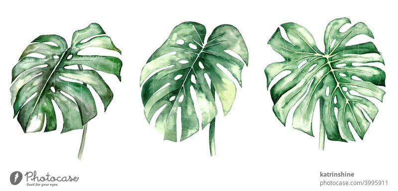 Aquarell monstera tropische Blätter Illustration Wasserfarbe Fensterblätter Zeichnung grün Grafik u. Illustration Dschungel Papier botanisch Blatt exotisch