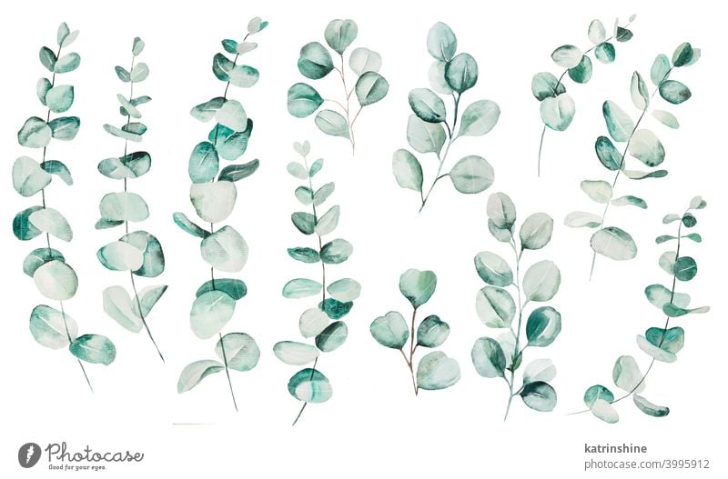 Aquarell Eucaliptus Blätter Set Illustration Wasserfarbe Eukaliptus Ast Zeichnung grün tropisch Grafik u. Illustration Dschungel Papier botanisch Blatt exotisch