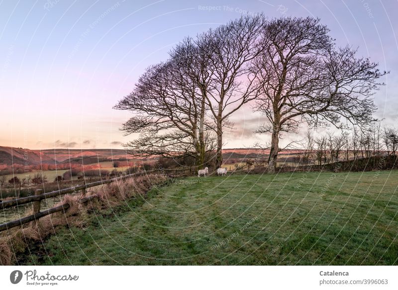 Bei Tagesanbruch an diesem Dezembermorgen stehen beide Schafe in der hinteren Ecke des Gatters, bei den großen Buchen Natur Landschaft Bäume Wiese Hecke Gras