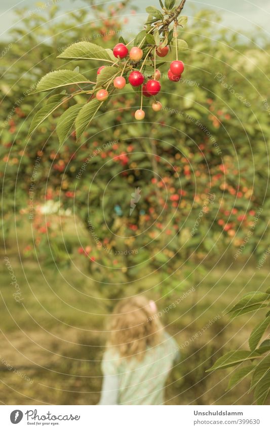 Cherrytree Lebensmittel Frucht Ernährung Picknick Bioprodukte Lifestyle Sommer Garten Kind Mädchen Kindheit 1 Mensch 3-8 Jahre Umwelt Natur Baum Nutzpflanze