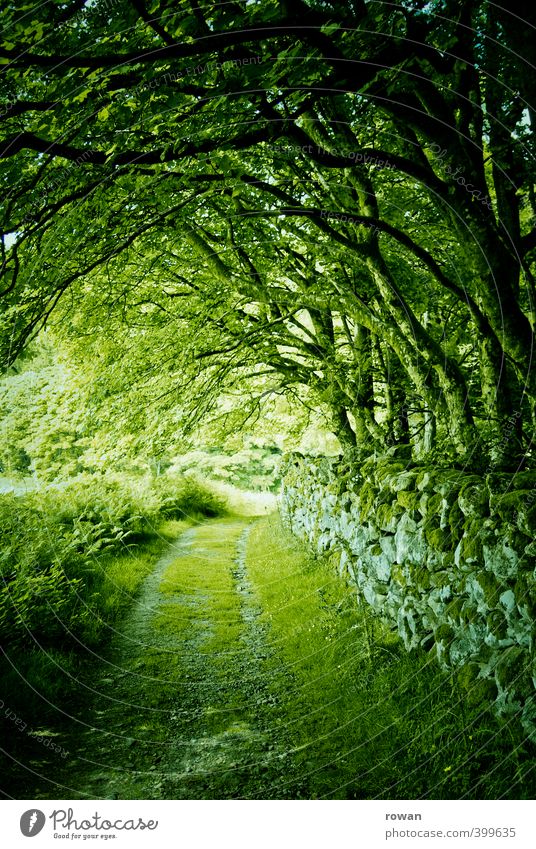 grün Umwelt Natur Landschaft Baum Gras Moos Garten Park Wald gruselig Mauer Mauerreste Steinmauer Republik Irland Tunnel mystisch Blatt Blätterdach Romantik